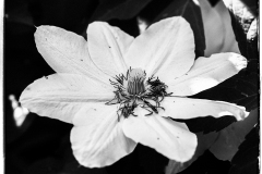 Clematis