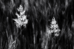 Grass