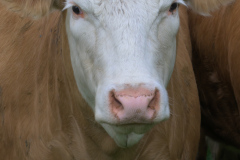 DSC1765