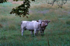 L1002426-Redigera