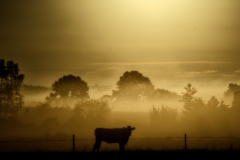 cows-Forbattrat-SR