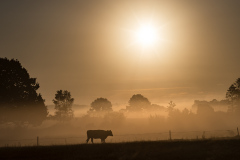 morgondimma