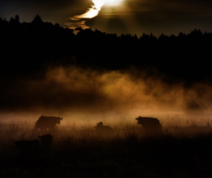 Cows in the break of Dawn