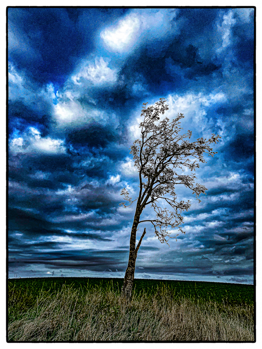 tree-and-dark-blue-sky