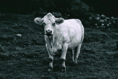 L1003038-Redigera-Redigera-Redigera-Redigera