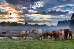 Cows and Raven