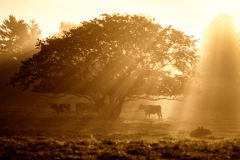 break-of-dawn-4