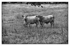 Cows-10