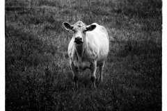 Cows-11