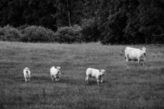 Cows-12