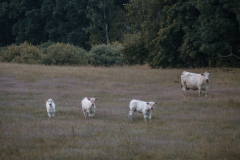 Cows-13
