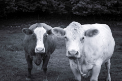 Cows-14