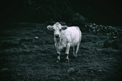 Cows-15