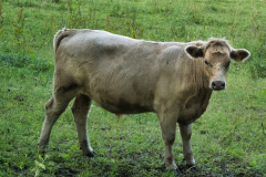 Cows-4