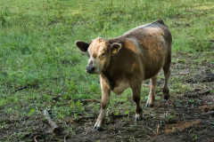 Cows-5