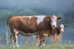 Cows-6