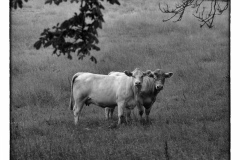 Cows-8