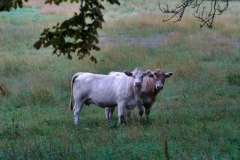 Cows-9