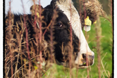 Cows