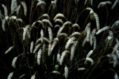 Wheat
