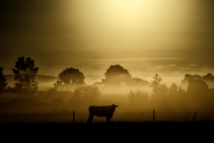 Osterlens-light-7