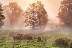 Osterlens-light-9