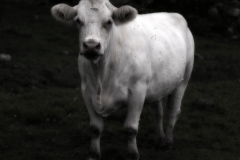grumpy-cow