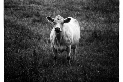 cow-portrait