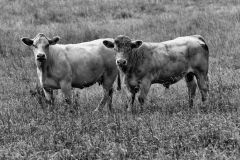 double-cow-portrait