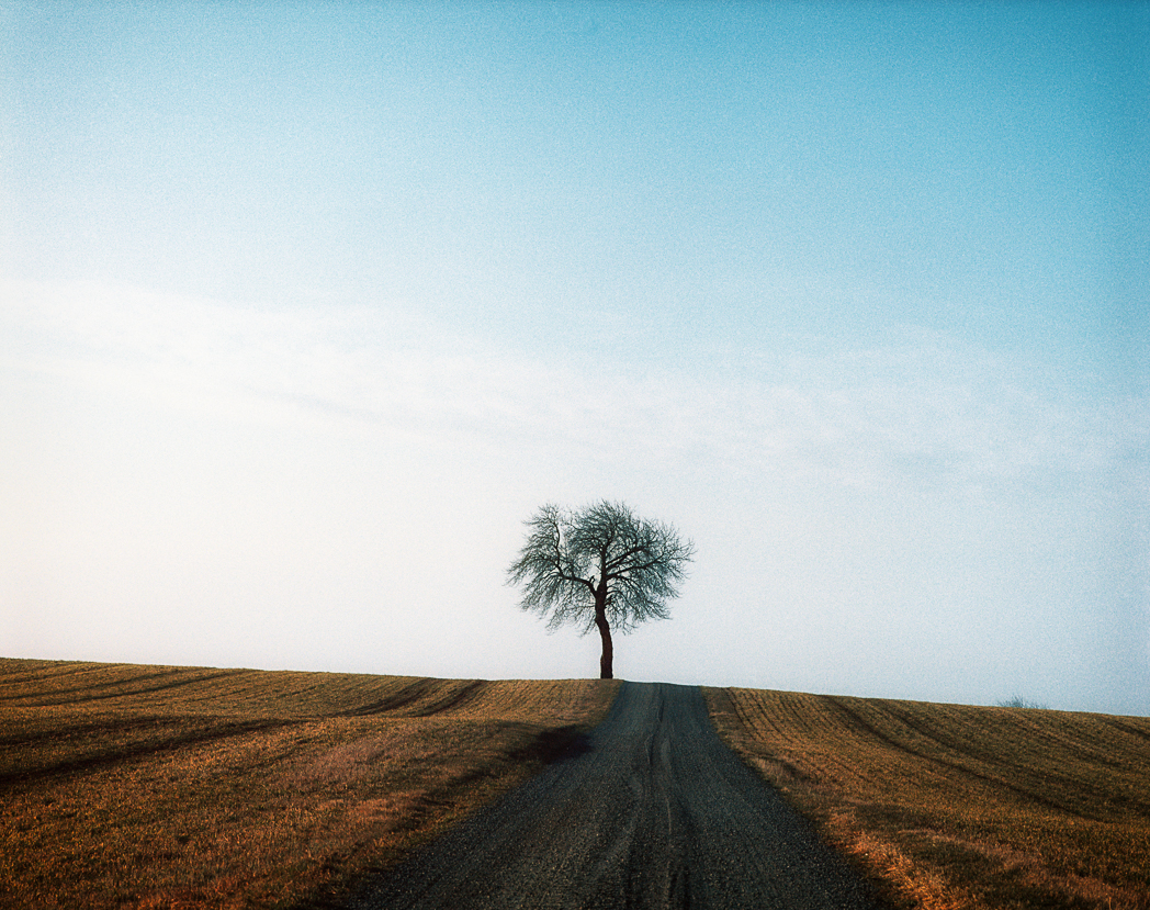 The lonely tree in Frörum
