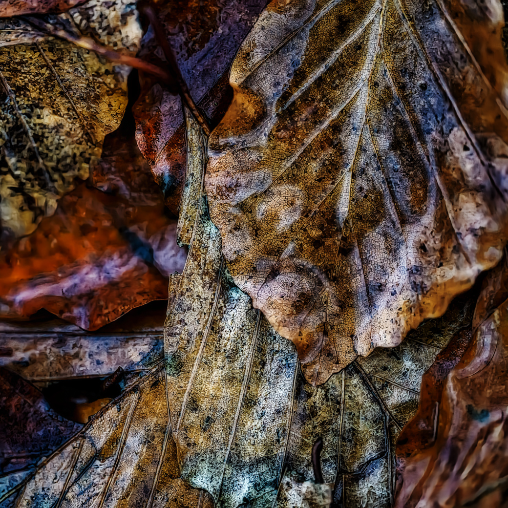 I bought myself a Macro lens
