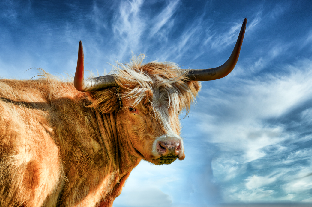 The Majestic Highland Cattle: Nature’s Rugged Beauties