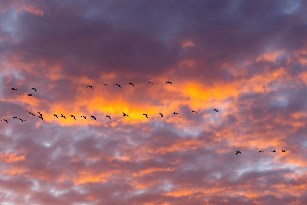 Time for the birds to migrate