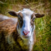 Sheep portrait.