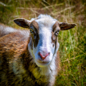 Sheep portrait.