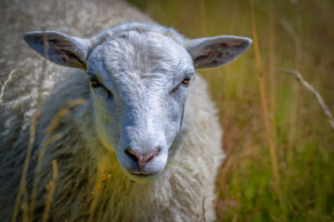 The animals of Österlen – Sheeps
