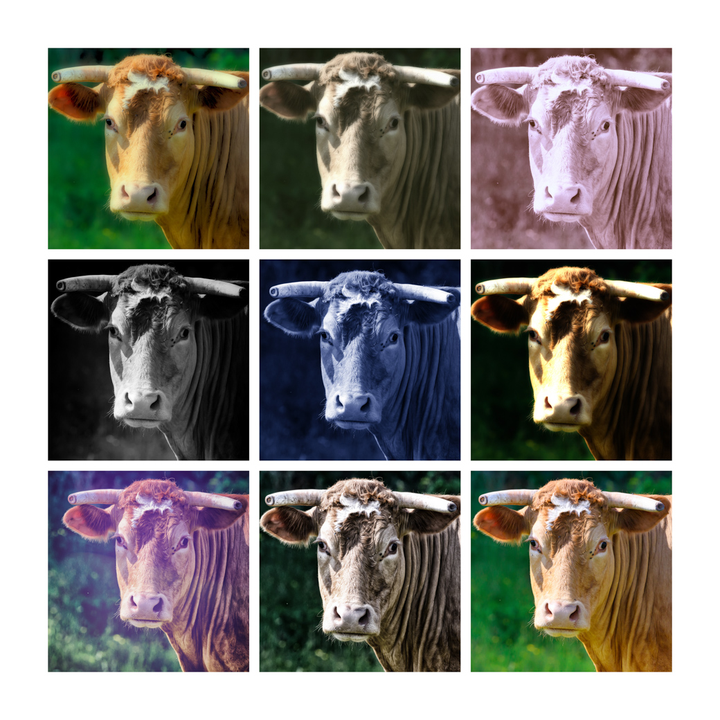 Why I’m Creating Photography Mosaics: A Journey of Visual Storytelling