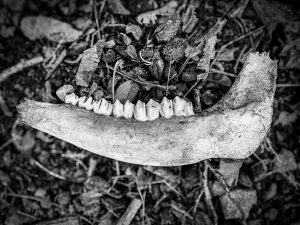 Cheek bone
