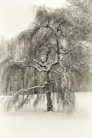 The Delicate Art of High-Key Landscapes: A Winter Study