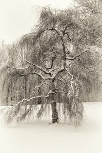 The Delicate Art of High-Key Landscapes: A Winter Study
