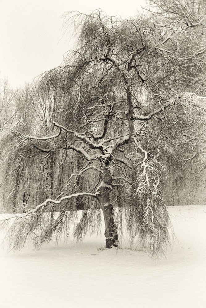 The Delicate Art of High-Key Landscapes: A Winter Study