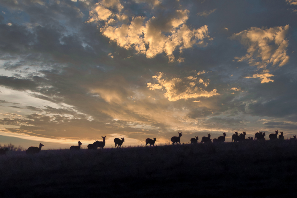 Heerd of deers at the break of dawn.