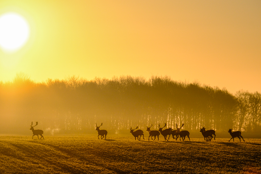 A herd of fallow deers running into the sun.