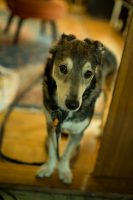 I Finally Found the Ultimate Low-Light Dream Lens (And It Cost $180)
